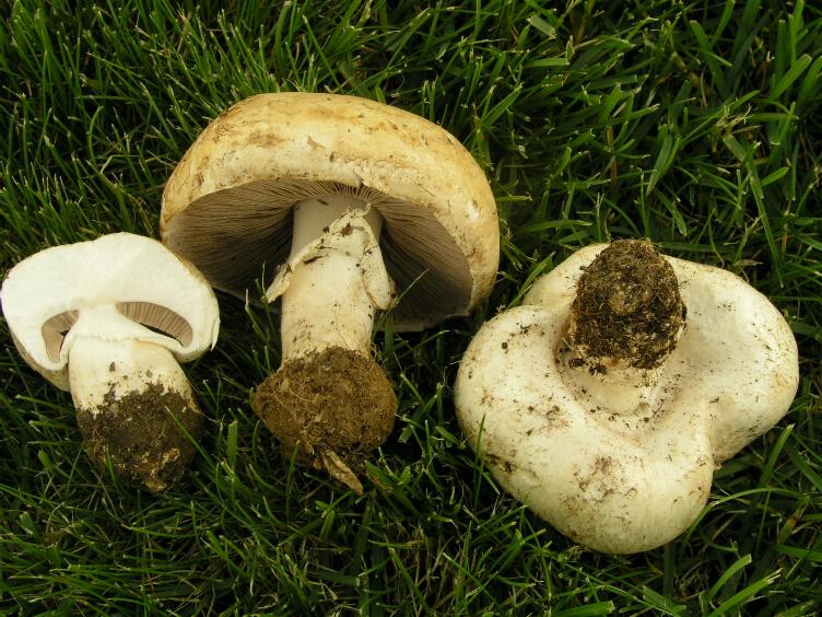 Agaricus  non comuni